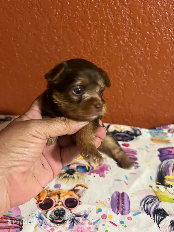 Mia – Yorkshire Terrier puppy for sale in Van Buren, AR
