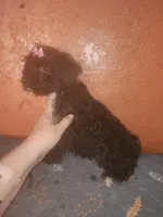 Raven, a female Yorkshire Terrier for sale in Van Buren, AR – Photo 3 of 7