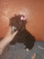 Raven, a female Yorkshire Terrier for sale in Van Buren, AR – Photo 2 of 7