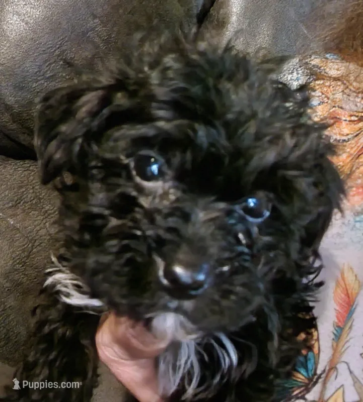 Raven – Yorkshire Terrier puppy for sale in Van Buren, AR