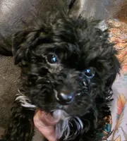 Raven, a female Yorkshire Terrier for sale in Van Buren, AR – Photo 1 of 7