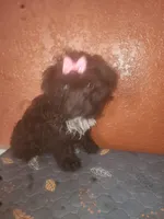 Raven, a female Yorkshire Terrier for sale in Van Buren, AR – Photo 5 of 7