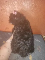 Raven, a female Yorkshire Terrier for sale in Van Buren, AR – Photo 4 of 7