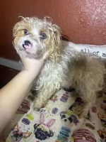 Raven, a female Yorkshire Terrier for sale in Van Buren, AR – Photo 7 of 7