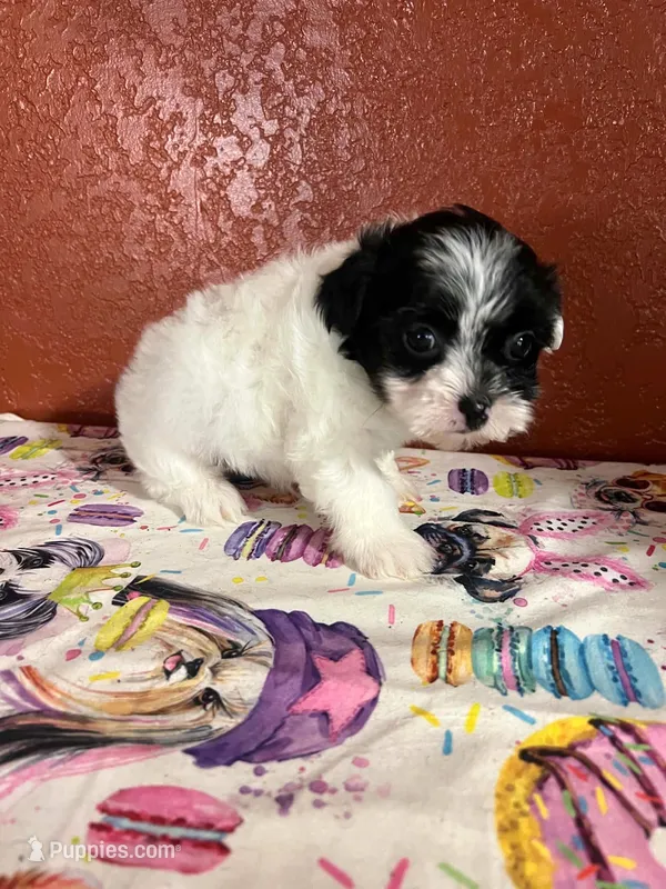 Porter – Yorkipoo puppy for sale in Van Buren, AR
