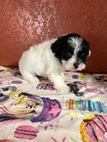 Porter, a male Yorkipoo for sale in Van Buren, AR – 1 of 8