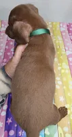Zang, a male Doxiepoo for sale in Van Buren, AR – 4 of 6