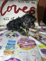 Jake, a male Yorkipoo for sale in Van Buren, AR – Photo 4 of 4