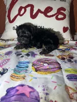 Jake, a male Yorkipoo for sale in Van Buren, AR – Photo 1 of 4