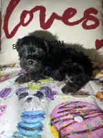 Jake, a male Yorkipoo for sale in Van Buren, AR – Photo 3 of 4