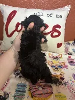 Jake, a male Yorkipoo for sale in Van Buren, AR – Photo 2 of 4