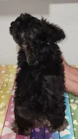 Emma, a male Yorkipoo for sale in Van Buren, AR – 5 of 7