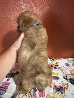 Rowdy, a male Yorkipoo for sale in Van Buren, AR – 3 of 7
