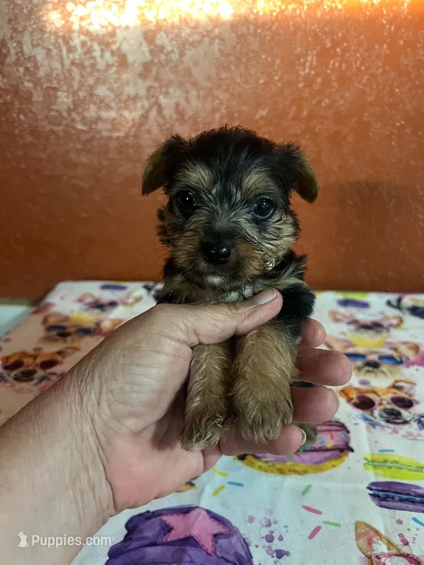 Zeus – Yorkshire Terrier puppy for sale in Van Buren, AR