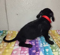 Lil Ann, a female Doxiepoo for sale in Van Buren, AR – 5 of 7
