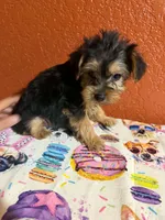 Cooper, a male Yorkipoo for sale in Van Buren, AR – 3 of 4