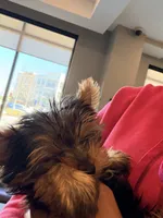 Khase, a female Yorkshire Terrier for sale in Easley, SC – 2 of 5