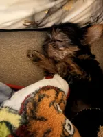 Khase, a female Yorkshire Terrier for sale in Easley, SC – 1 of 5