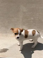 Charlie , a female Chihuahua for sale in Simpsonville, SC – 3 of 4