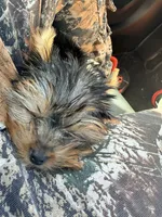 Khase, a female Yorkshire Terrier for sale in Easley, SC – 4 of 5
