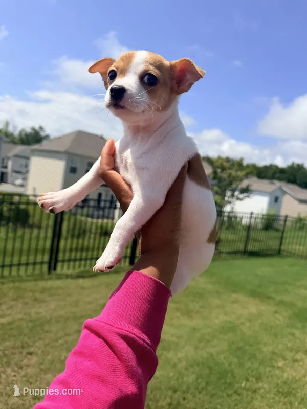 Charlie  – Chihuahua puppy for sale in Simpsonville, SC