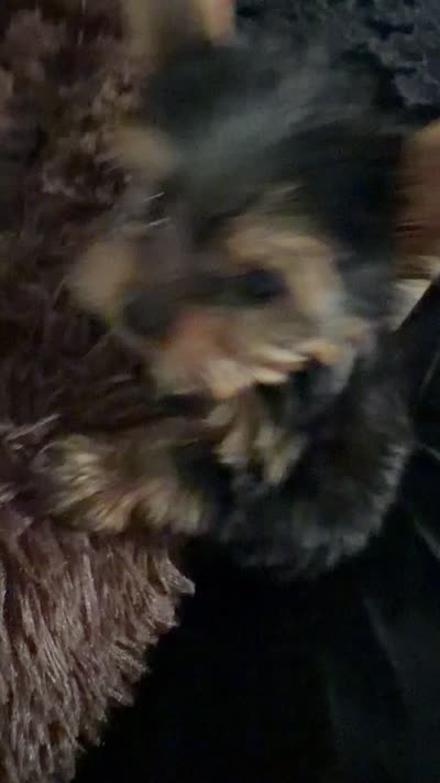 Khase, a female Yorkshire Terrier for sale in Easley, SC – 3 of 5