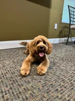 Milo, a male Cavapoo for sale in Bowie, MD – 3 of 7