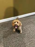 Milo, a male Cavapoo for sale in Bowie, MD – 6 of 7