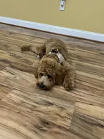 Milo, a male Cavapoo for sale in Bowie, MD – 4 of 7