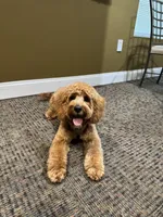 Milo, a male Cavapoo for sale in Bowie, MD – 7 of 7