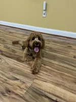 Milo, a male Cavapoo for sale in Bowie, MD – 2 of 7
