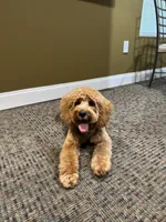 Milo, a male Cavapoo for sale in Bowie, MD – 5 of 7