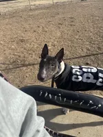 Chico , a male Miniature Bull Terrier for sale in Colorado Springs, CO – Photo 2 of 4