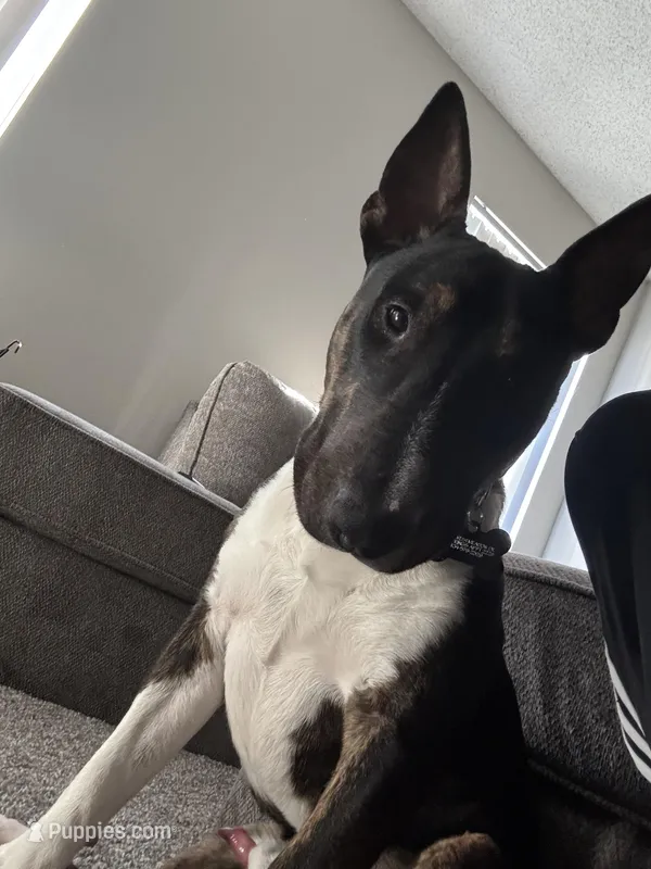 Chico  – Miniature Bull Terrier puppy for sale in Colorado Springs, CO