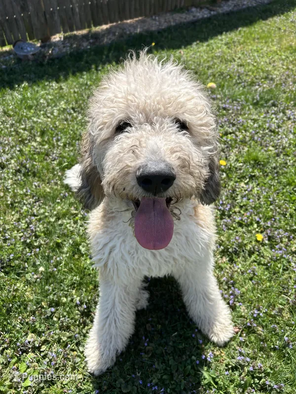 Zuma – Saint Berdoodle puppy for sale in Woodbridge Township, NJ