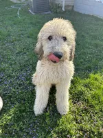 Zuma, a male Saint Berdoodle for sale in Woodbridge Township, NJ – Photo 2 of 2