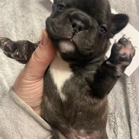 Blue Collar Male, a male French Bulldog for sale in Topeka, KS – Photo 4 of 8