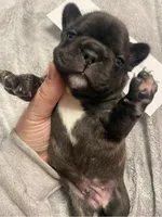 Blue Collar Male, a male French Bulldog for sale in Topeka, KS – Photo 4 of 4