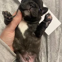 Blue Collar Male, a male French Bulldog for sale in Topeka, KS – Photo 2 of 8