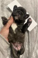 Blue Collar Male, a male French Bulldog for sale in Topeka, KS – Photo 2 of 4