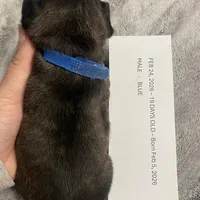 Blue Collar Male, a male French Bulldog for sale in Topeka, KS – Photo 3 of 8