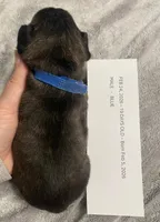 Blue Collar Male, a male French Bulldog for sale in Topeka, KS – Photo 3 of 4