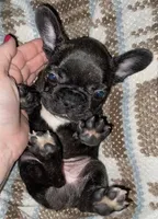 Blue Collar Male, a male French Bulldog for sale in Topeka, KS – Photo 5 of 8