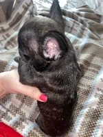 Blue Collar Male, a male French Bulldog for sale in Topeka, KS – Photo 8 of 8