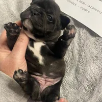 Purplie Girl, a female French Bulldog for sale in Topeka, KS – Photo 3 of 5