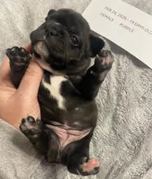 Purplie Girl, a female French Bulldog for sale in Topeka, KS – Photo 3 of 5