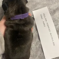 Purplie Girl, a female French Bulldog for sale in Topeka, KS – Photo 2 of 5