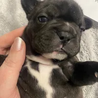 Purplie Girl, a female French Bulldog for sale in Topeka, KS – Photo 4 of 5