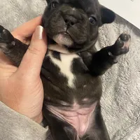 Purplie Girl, a female French Bulldog for sale in Topeka, KS – Photo 5 of 5