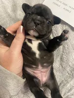 Purplie Girl, a female French Bulldog for sale in Topeka, KS – Photo 5 of 5